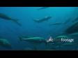 Kingfish School 5B 1332